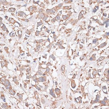 Immunohistochemistry - KDM8 antibody (144-011606)