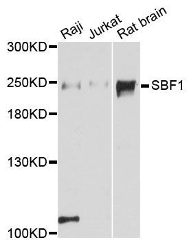 Western blot - SBF1 antibody (144-12354)