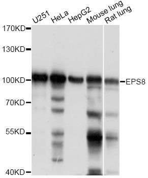 Western blot - EPS8 antibody (144-60767)