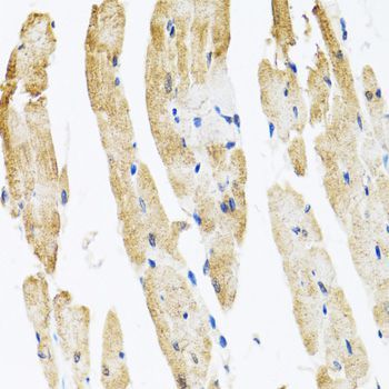 Immunohistochemistry - COPB2 Polyclonal Antibody (144-07036)