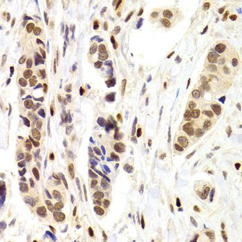 Immunohistochemistry - NASP Antibody (144-06938)
