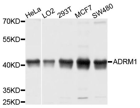 Western blot - ADRM1 antibody (144-04481)