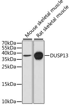 Western blot - DUSP13 antibody (144-61437)