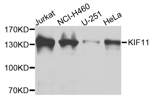 Western blot - KIF11 antibody (144-07907)