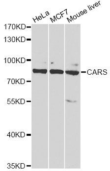 Western blot - CARS antibody (144-06540)