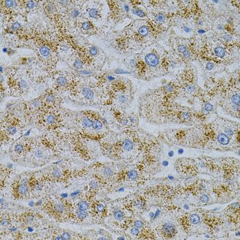 Immunohistochemistry - NPC2 Antibody (144-05413)