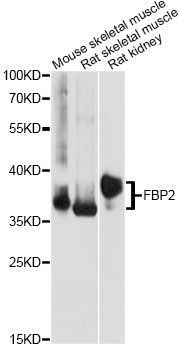Western blot - FBP2 antibody (144-60575)