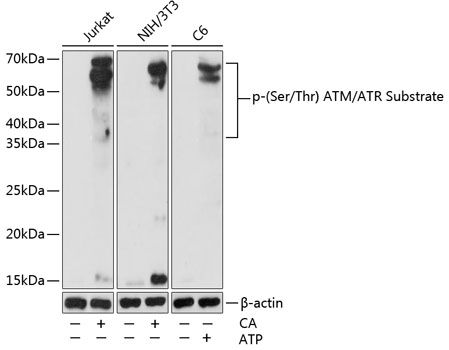 Western blot