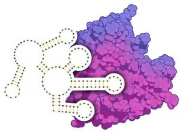Aptamer binding to a protein