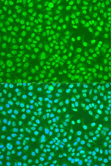 Immunofluorescence - HNRNPDL Polyclonal Antibody (144-10721)