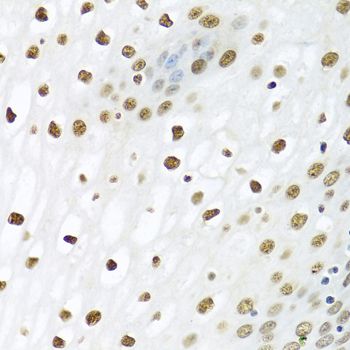 Immunohistochemistry - PTBP1 antibody (144-06107)