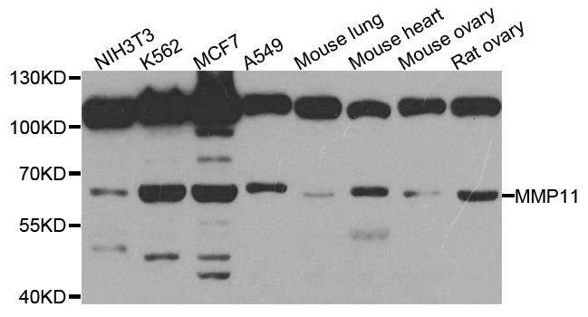 Western blot - MMP11 antibody (144-03034)