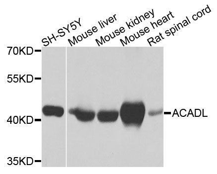 Western blot - ACADL Polyclonal Antibody (144-01266)