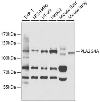 Western blot