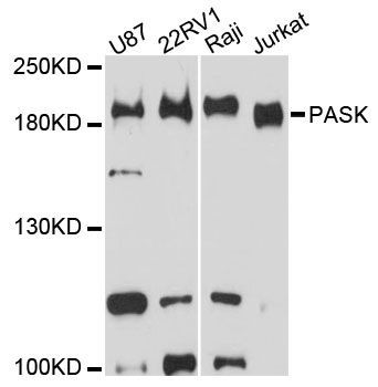 Western blot - PASK antibody (144-61463)