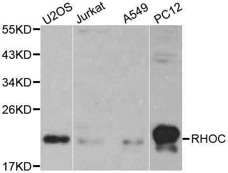 Western blot - [KO Validated] RHOC Polyclonal Antibody (144-01062)