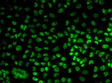Immunofluorescence - BUB3 antibody (144-06536)