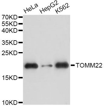 Western blot - TOMM22 antibody (144-60703)