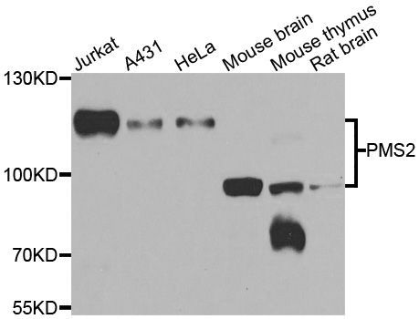 Western blot - PMS2 Polyclonal Antibody (144-06947)
