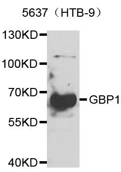 Western blot - GBP1 antibody (144-06911)