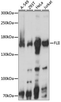 Western blot - FLII antibody (144-015273)