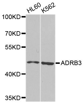 Western blot - ADRB3 antibody (144-08607)