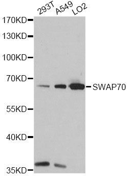Western blot - SWAP70 antibody (144-014857)