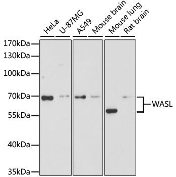 Western blot - WASL antibody (144-02576)