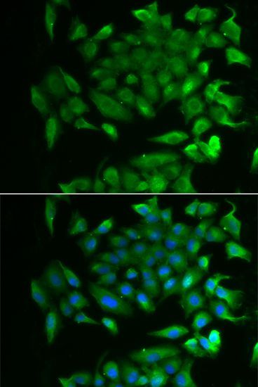 Immunofluorescence - RBP2 antibody (144-06717)