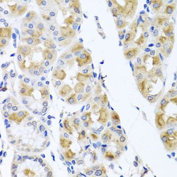 Immunohistochemistry - TMEM43 antibody (144-08509)