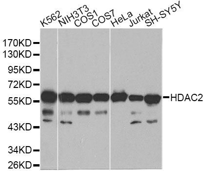 Western blot - HDAC2 Polyclonal Antibody (144-02084)