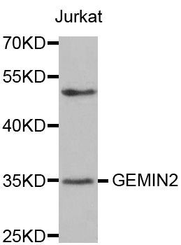 Western blot - GEMIN2 antibody (144-03082)