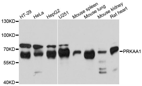 Western blot - PRKAA1 Polyclonal Antibody (144-01229)