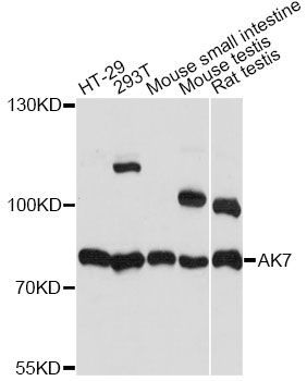 Western blot - AK7 antibody (144-014600)