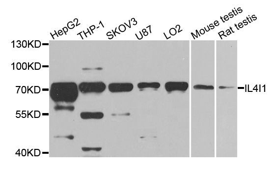 Western blot - IL4I1 Polyclonal Antibody (144-08378)