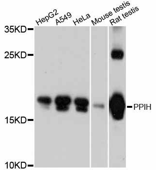 Western blot - PPIH antibody (144-012172)
