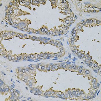Immunohistochemistry - DBI Antibody (144-60267)