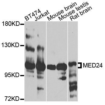 Western blot - MED24 antibody (144-08059)