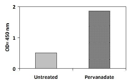 PEL-PDGFRA-Y ELISA
