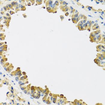 Immunohistochemistry - HRG antibody (144-08431)