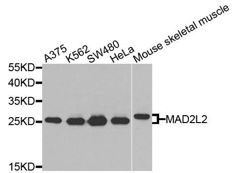 Western blot - MAD2L2 antibody (144-09861)