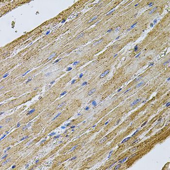 Immunohistochemistry - CDH16 antibody (144-07882)