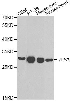 Western blot - RPS3 antibody (144-013543)