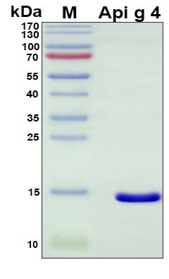 SDS-PAGE