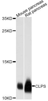 Western blot - CLPS antibody (144-12772)