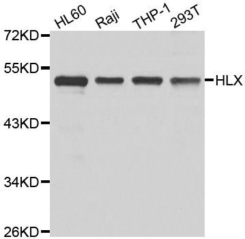 Western blot - HLX antibody (144-07436)