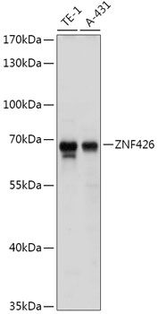 Western blot