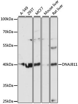 Western blot - DNAJB11 antibody (144-12915)