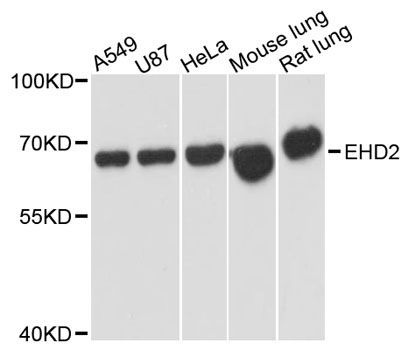 Western blot - EHD2 antibody (144-012945)