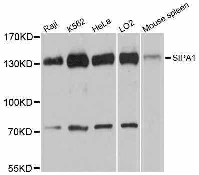 Western blot - SIPA1 antibody (144-12253)